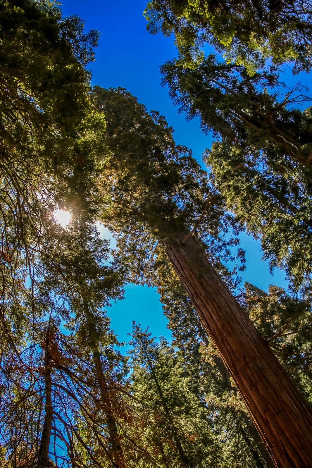 Sequoia Nationalpark