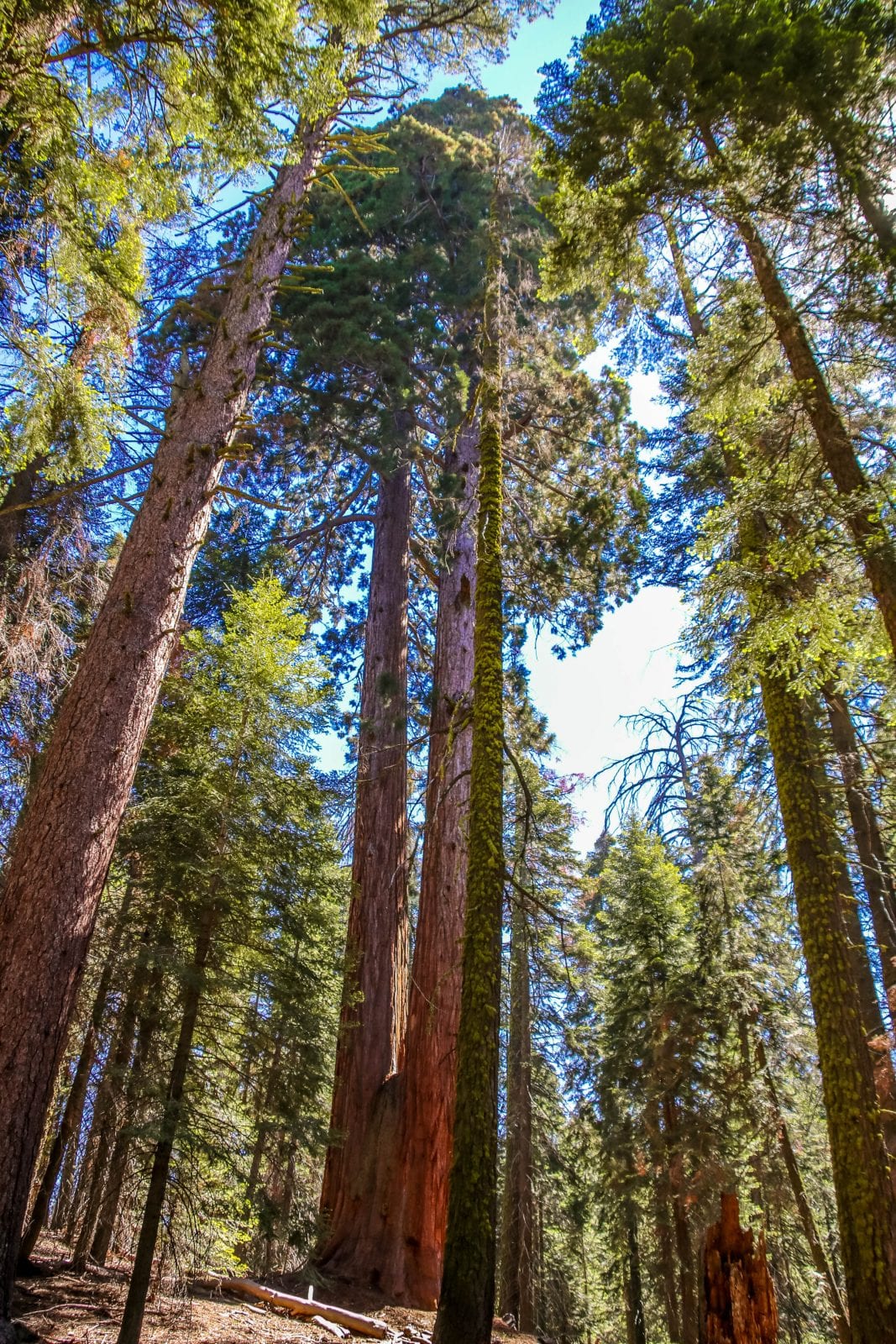 Sequoia Nationalpark
