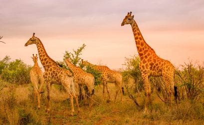 Unser Südafrika-Trip – Keine normale Reise