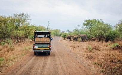 Safari im Krüger Nationalpark – Südafrika