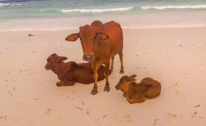 Mit Tuifly Belgium im Dreamliner nach Sansibar – Erfahrungsbericht