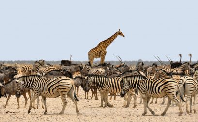 Trendziel: Namibia (Afrika)